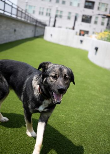 Private bark park
